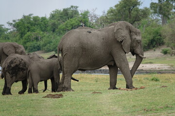 Fototapeta premium Herd of Elephants in African Sunset in Botswana, Linyanti Region in the Chobe National Park