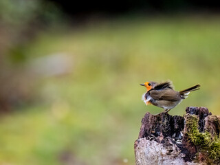  Rotkehlchen (Erithacus rubecula)