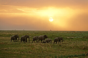 Herd of Elephants in African Sunset in Botswana, Linyanti Region in the Chobe National Park