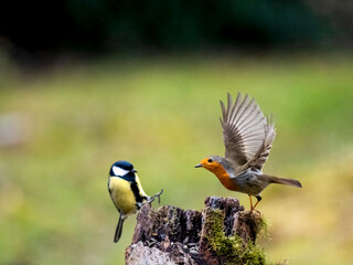  Kohlmeise (Parus major)  Rotkehlchen (Erithacus rubecula)