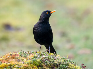 Amsel (Turdus merula)