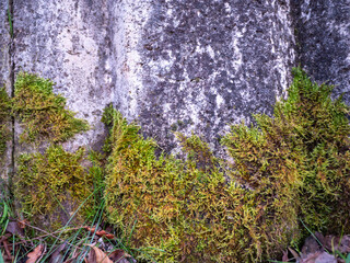 Moss will grow on a concrete surface but also on walls. If the moss is wet, it can even permanently damage them.