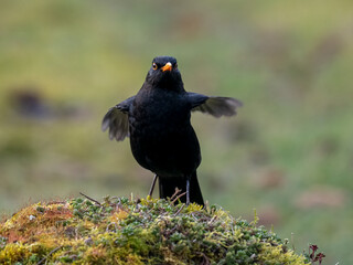 Amsel (Turdus merula)
