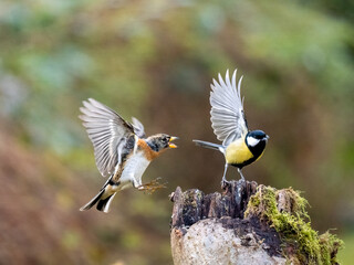 Bergfink (Fringilla montifringilla)    Kohlmeise (Parus major)