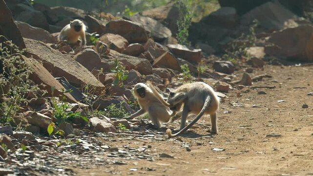 Bengal sacred gray Langur clan playing around in northern India