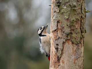 Buntspecht (Dendrocopos major)