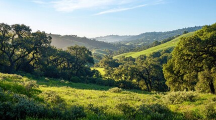 Obraz premium Serene Morning in the Rolling Hills of California