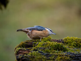 Kleiber (Sitta europaea)