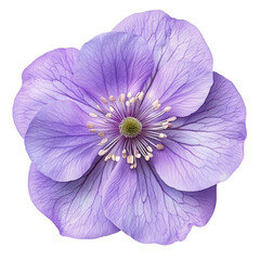 Naklejka premium [Transparent Background PNG]Close Up of a Delicate Lavender Flower