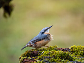 Kleiber (Sitta europaea)