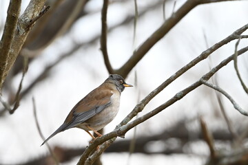 公園の木の枝に止まるシロハラ（野鳥）