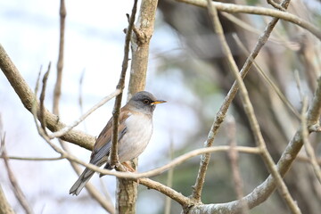 公園の木の枝に止まるシロハラ（野鳥）