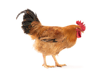 a rooster isolated on white background