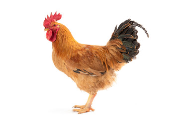 a rooster isolated on white background