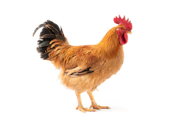 a rooster isolated on white background