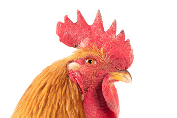 Beautiful rooster with a red comb on white background.