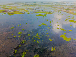 Aerial View of Seasonal Wetlands with Floating Vegetation in Sreemangal, Sylhet, Bangladesh