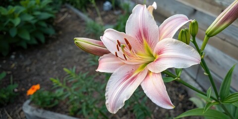 Fototapeta premium Overhead shot of lily flower in a garden, landscape, garden