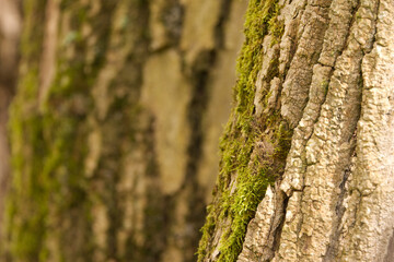 close up tree trunk with moss, trees in the background, close up tree, bark of a tree, wood pattern, bark pattern, wooden, brown line structure, line pattern