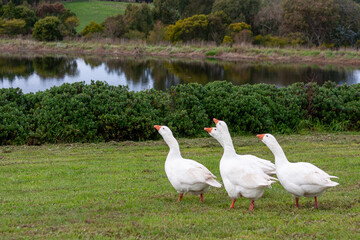 Geese at a river