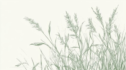 Fototapeta premium Sketch of green grass and reeds against a white background.
