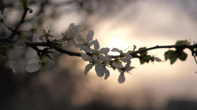 blossoming spring tree at sunset. spring flowering trees in sunlight glare. white flower silhouette. Speed opening full tree branch development. cloudless outdoor particle traditional ultra.
