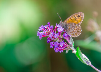 piękny motyl na kwitnącej lawendzie z rozmytym tłem