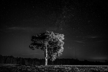 drzewo na tle nieba z gwiazdami na fotografii czarno-białej © Henryk Niestrój