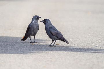 dwa ptaki kawki stoją na ulicy i gadają © Henryk Niestrój