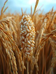 Fototapete Rund Rice paddy field, abundant harvest, close-up view of rice grains, agricultural background, food production © Lailatul