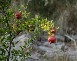 Pomegranates on a branch on a blurred gray background . High quality photo