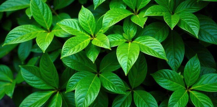 Dense foliage of Diablo Physocarpus opulifolius, greenery, botanical garden, evergreen tree