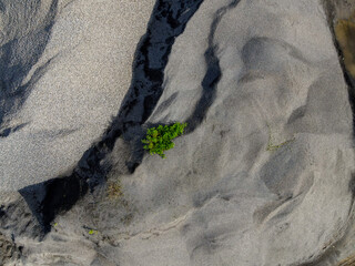 Beautiful tree grass grows in the middle of sand dune. Jewel in the nature. Drone photograph of Tree in the desert 