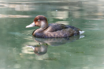 egzotyczna kaczka na wodzie z brązową głową © Henryk Niestrój