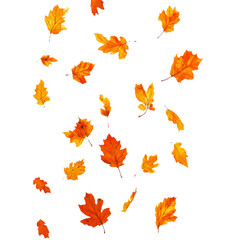 [Transparent Background PNG]Autumn Leaves Falling on White Background