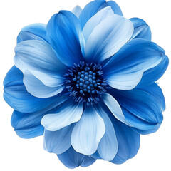 Fototapeta premium [Transparent Background PNG]Closeup of a Stunning Blue Dahlia