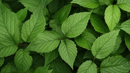 Lush green leaves displaying varied textures in a dense outdoor setting during daylight