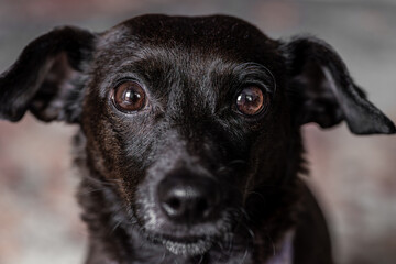 głowa czarnego psa patrzącego na wprost