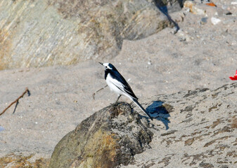 White Wagtail Walking over Rocky Riverbed