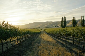 Fototapeta premium Blooming Orchard Rows of fruit trees in full bloom, stretching into the horizon with a golden sunset