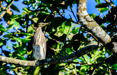 Spotted Brown Bird Sitting on Tree Branch in Sunlight