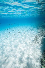 Underwater Serenity, Blue Under the Sea