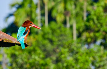 White-Throated Kingfisher in Natural Habitat with Green Background