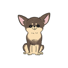 スムースチワワ(チョコタン)