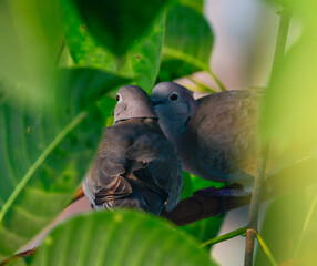 Two doves resting on a leafy tree – close-up of bonding in nature.