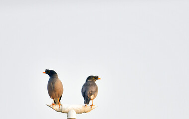 Small birds perched on a tree branch – tropical birdlife in natural habitat