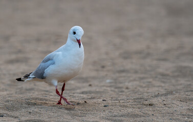 seagull on the beach during winter
