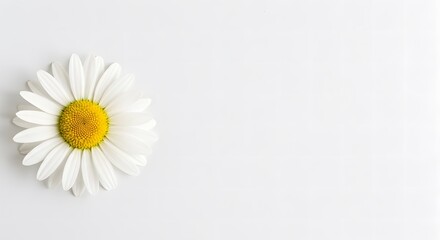 Single Daisy Flower Lying Flat on the Left with Clean White Background and Text Space