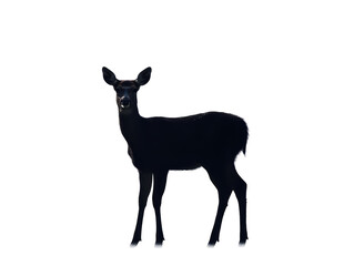 Isolated Dark Doe Standing