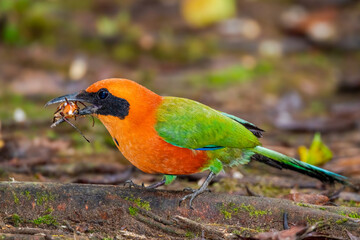 Rufous motmot eats Rhinoceros beetle